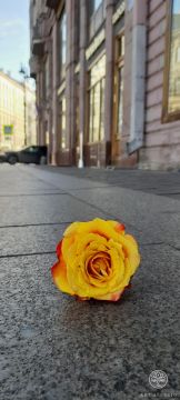 Forgotten Rose