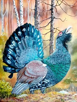 Capercaillie 15000