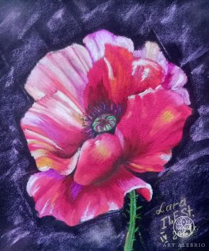 Painting: "Scarlet Poppy", dry pastel on sandpaper 23x28 cm (9x11").