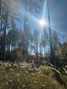 Morning in the forest