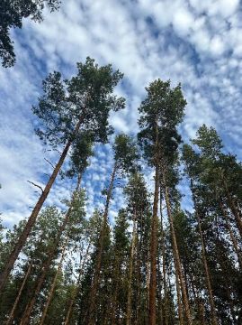 Forests of Mordovia