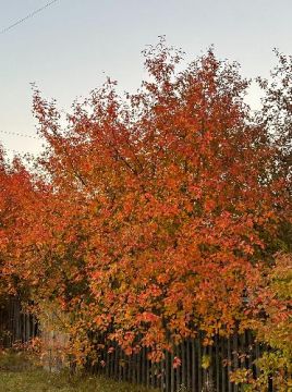 Orange autumn