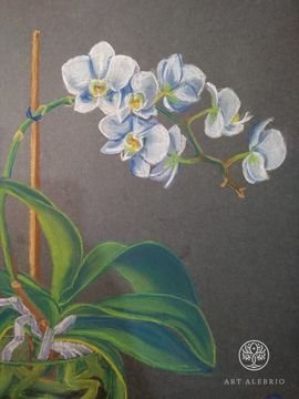 Нежная Орхидея