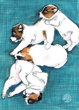 Jack Russell babies
