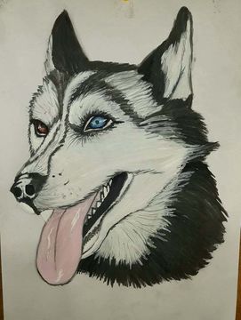 Портрет Хаски. Красивые собаки, похожие на волка. Глаза  у  хаски могут быть любого цвета-и карие,и голубые.