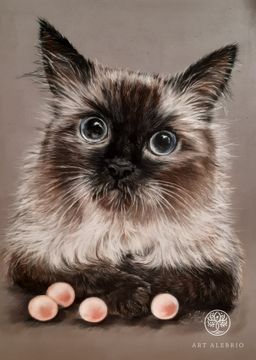 "Portrait of a cat"