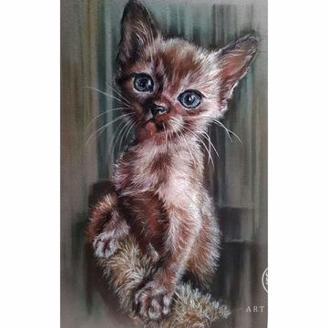 "Burmese kitten"