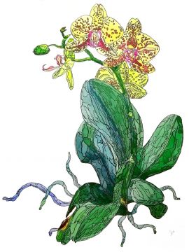 "Жёлтая орхидея" Марина Маркина