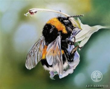 "Common bumblebee" Elena Zamlynskaya