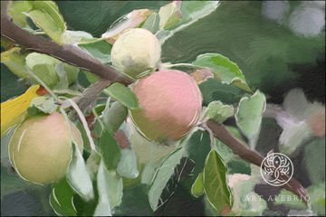  Яблоки в саду