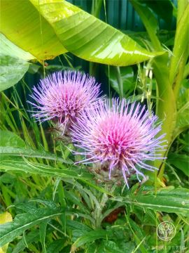 Prickly couple