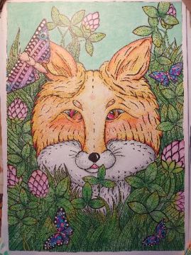 Fox in clover