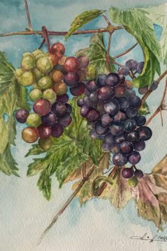 Ветка винограда