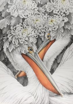 Пеликаны-хризантемы