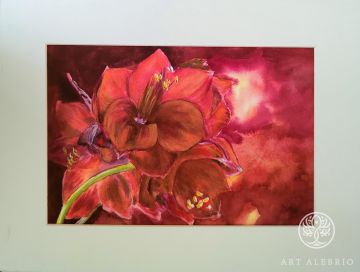 Red flowers of hippeastrum. WATERCOLOR, 21X29.7 CM, SIZE WITH PASSEPARTOUT 30X40 CM. PAPER 300 G/M2.